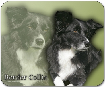 Mousepad Border Collie #5